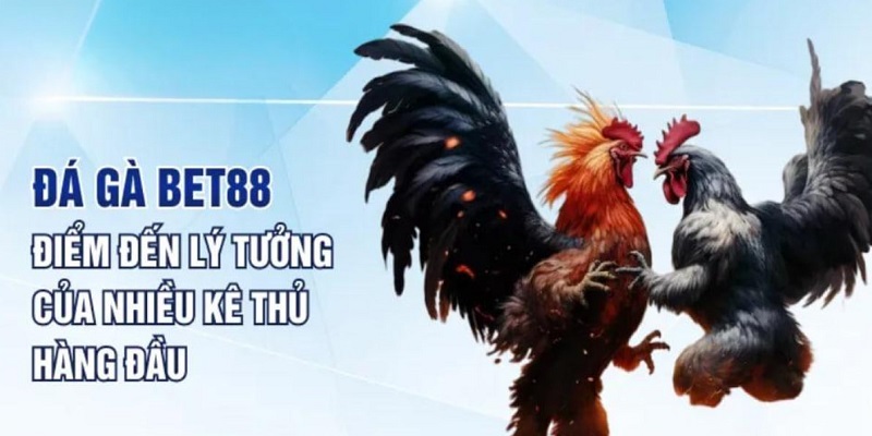 Tại sao đá gà Bet88 được yêu thích như vậy?